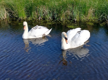 Some cygnets getting a lift during breeding bird surveys this morning at Carlton Marshes – Lewis Yates 