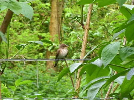 Spotted flycatcher at Bradfield - Anneke Emery 