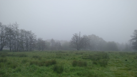 Darsham Marshes bird survey - not the brightest of starts but still plenty about; barn owl, song thrush, whitethroat, Cettis warbler, green and great spotted woodpecker - Daniel Doughty  