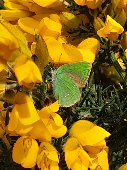 Lound Lakes Warden Andy Hickinbotham spotted this shimmery green hairstreak this week, which makes it twelve butterfly species recorded so far at Lound for 2023. 