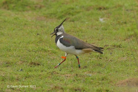 Lapwing ringed as a chick in Berney Marshes in 2017