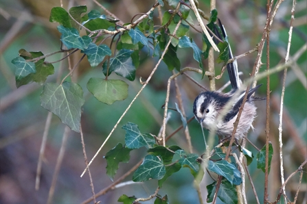 Long-tailed tit gathering spiders web, Maddie Lord