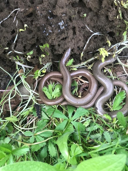 Slow worms and glow worm larvae, Arger Fen, Cormac Adlard