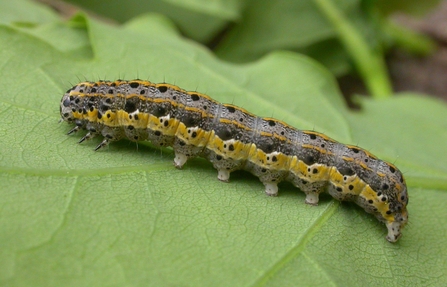 Blossom underwing caterpillar, Neil Sherman