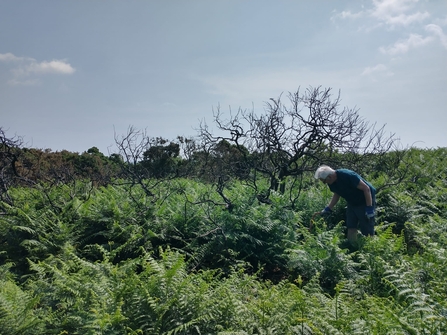 Clearing fire damaged gorse from Gunton Warren – Lewis Yates 