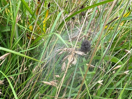 A nursery web spider web with a cluster of spiderlings in long grass