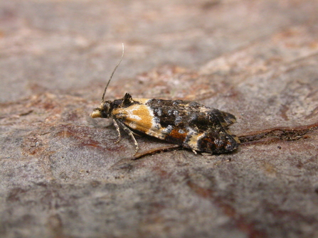 Phtheochroa schreibersiana, scarce gold conch, Lackford, Neil Sherman