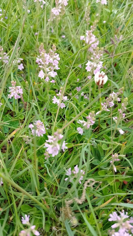 Heath speedwell, Richard Young