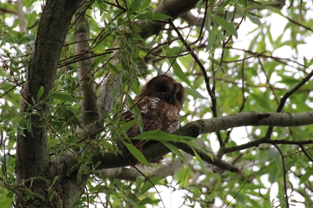 Tawny owl Lindsey Moore