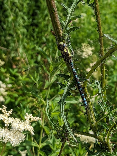 A southern hawker dragonfly in a hedgerow at Reydon Wood, Suffolk