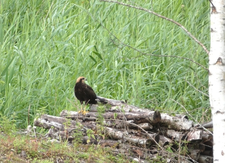 One of this year’s young marsh harriers at Lackford Lakes – Michael Andrews 