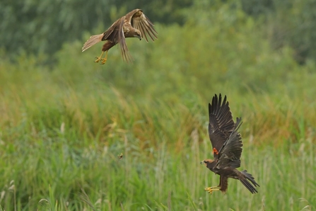 Marsh harrier food pass – Gavin Durrant 