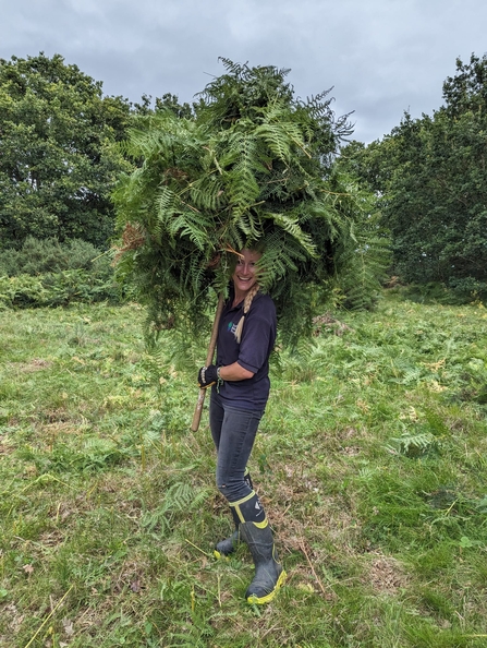 Warden Rachel cutting and raking bracken on the heath at Snape Marshes today – Ella Broom 