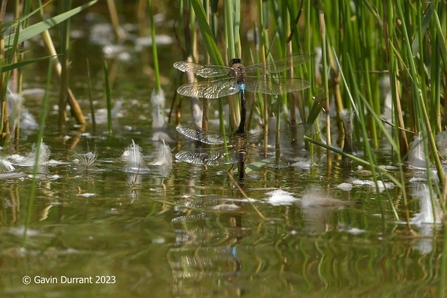 Five lesser emperor dragonflies were recorded at Carlton Marshes – Gavin Durrant 