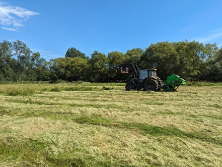 Warden Rachel Norman cutting and collecting vegetation on area of marsh at Snape Marshes. 