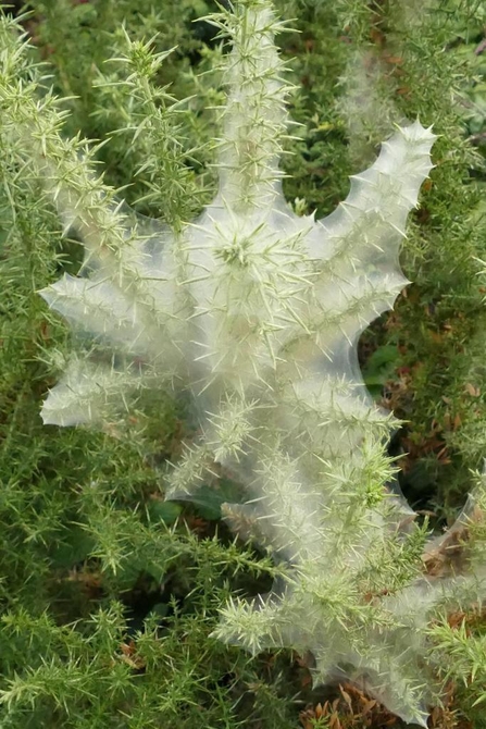 Gorse spider mite web at Lound - Roy Richardson 