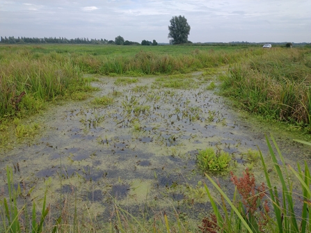 Fen raft spider surveys at Castle Marshes - Lewis Yates 