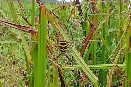 Wasp spider at Castle Marshes - Lewis Yates 
