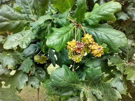 Knopper galls at Gunton Meadow - Lewis Yates 