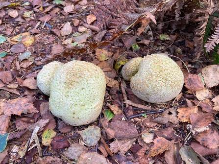 Earth ball fungi at Blaxhall Common – Ben Calvesbert 