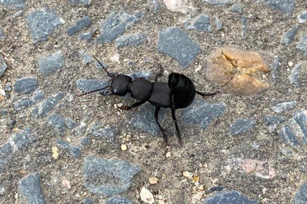 Devil’s coach horse beetle found in Carlton car park – Frances Lear