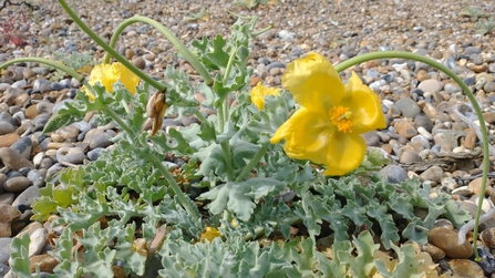 Yellow horned-poppy at Dingle Marshes – Dan Doughty 