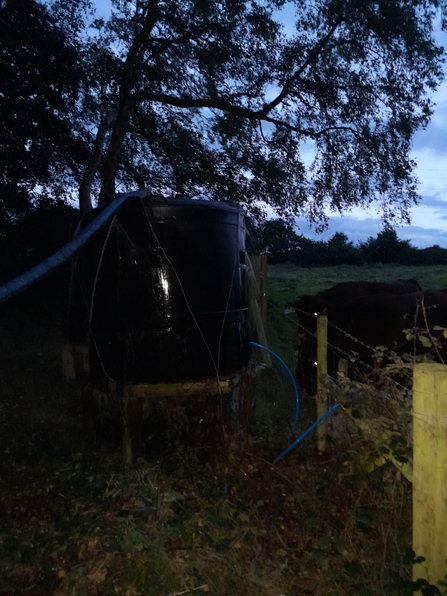 Cattle now running on full tank - Andy Hickinbotham 