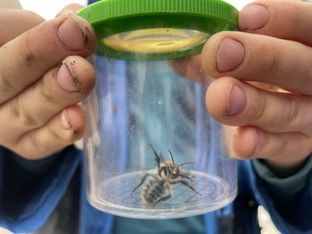 bee in bug pot