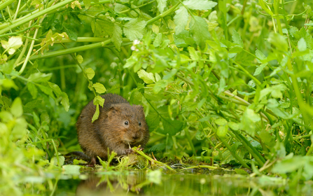 A water vole eating vegetation by a river's edge