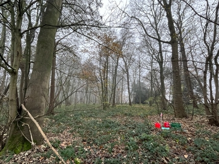 A view of woodland at Martlesham wilds with equiptment for ecoacoustics in the midground