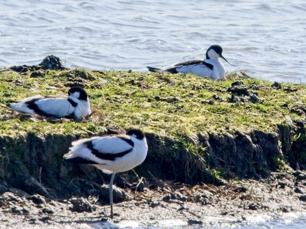 Three avocet sat on a bare island 