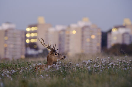 Urban red deer