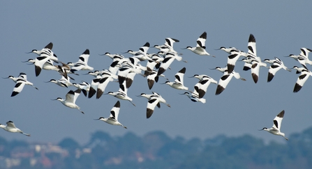Flock of avocets flying on Brownsea Island