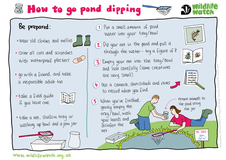 An illustration with pond dipping instructions