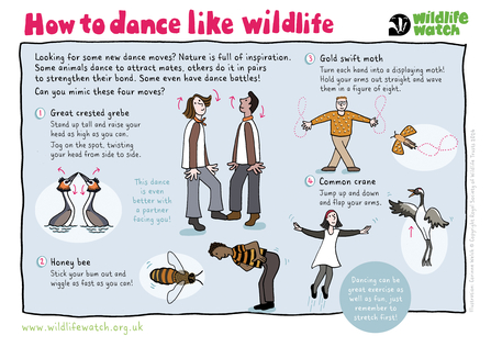 An activity sheet showing illustrations of different wildlife dances
