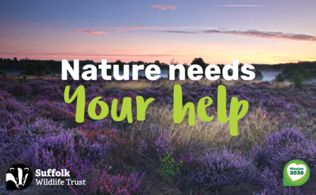A heathland in bloom at sunrise with text saying 'Nature needs your help'