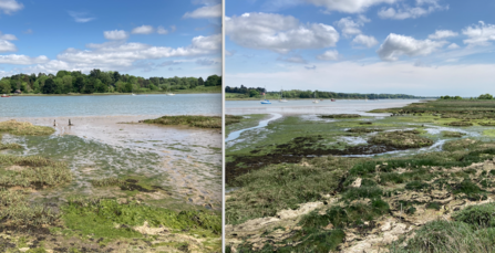 Photos looking out to landing points on the River Deben at Martlesham Wilds