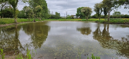 The restored pond