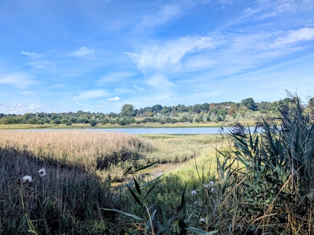 Martlesham Wilds Sept 2025
