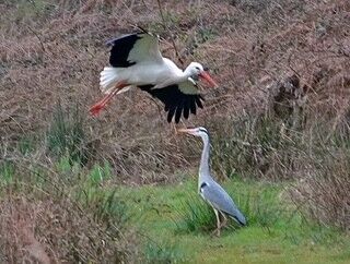 Stork & Heron