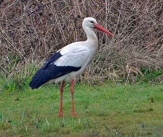 Stork 3