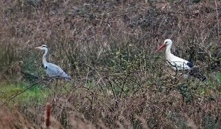 Heron & Stork