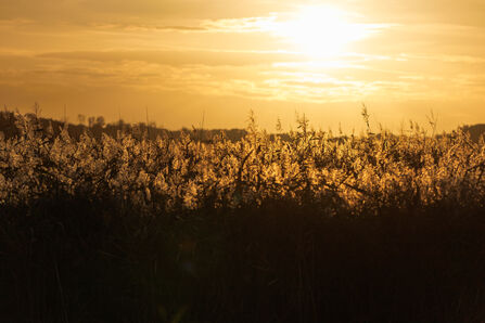 Carlton Marshes