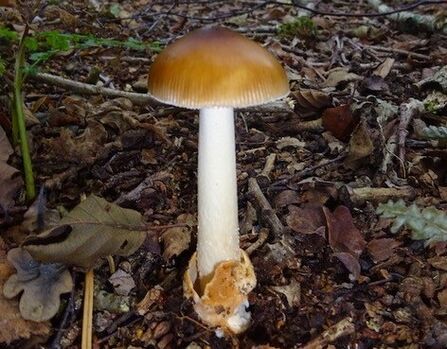 Fungi taken by Prof Richard Fortey