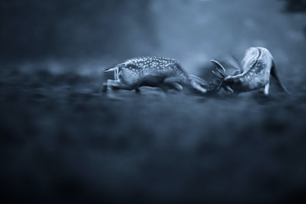 Red deer rut, Photography Competition Winner 2022