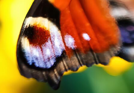 Peacock butterfly wing super close up