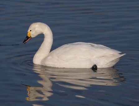 Bewick's Swan