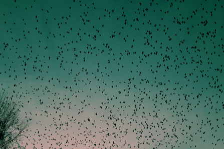 Starlings at Lackford
