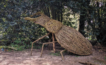 Stag beetle at Arger Fen - Jo Atkins