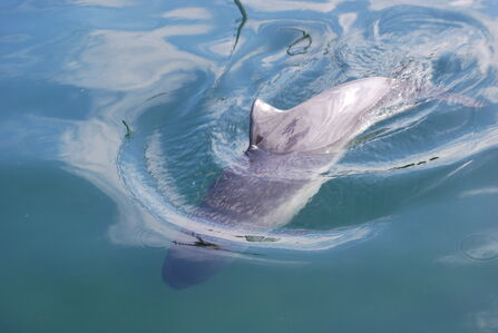 Harbour porpoise